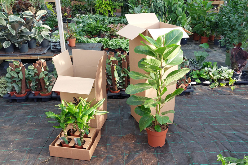 plant Packaging